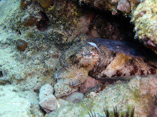 Beautiful and rare cuttlefish in croatian sea udeer water shot