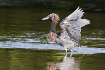 Reddish Egret (Egretta rufescens) with wings spread fishing in shallow water, Ding Darling NWR, Florida, USA