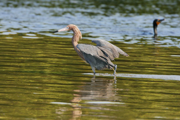 Reddish Egret (Egretta rufescens) with wings spread fishing in shallow water, Ding Darling NWR, Florida, USA