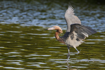 Reddish Egret (Egretta rufescens) with wings spread fishing in shallow water, Ding Darling NWR, Florida, USA