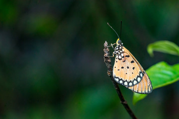 Tawny Coster butterfly (Arthropoda: Lepidoptera: Nymphalidae: Acraea violae) descend and roosting on a twig isolated with dark, green and soft background