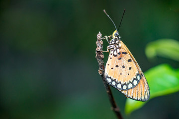 Tawny Coster butterfly (Arthropoda: Lepidoptera: Nymphalidae: Acraea violae) descend and roosting on a twig isolated with dark, green and soft background