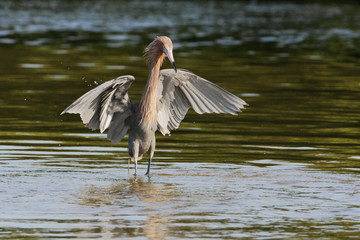 Reddish Egret (Egretta rufescens) with wings spread fishing in shallow water, Ding Darling NWR, Florida, USA