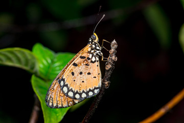 Tawny Coster butterfly (Arthropoda: Lepidoptera: Nymphalidae: Acraea violae) descend and roosting on a twig isolated with dark, green and soft background with water droplet