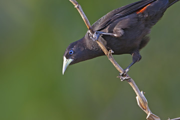 Red-rumped cacique (Cacicus haemorrhous) on branch, Itanhaem, Brazil