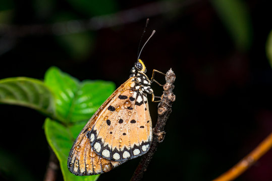 Tawny Coster butterfly (Arthropoda: Lepidoptera: Nymphalidae: Acraea violae) descend and roosting on a twig isolated with dark, green and soft background with water droplet