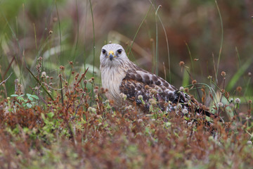 Red-shouldered Hawk (Buteo lineatus) sitting in field on the ground, Florida, USA