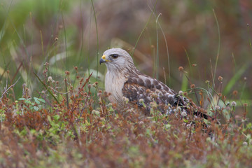 Red-shouldered Hawk (Buteo lineatus) sitting in field on the ground, Florida, USA