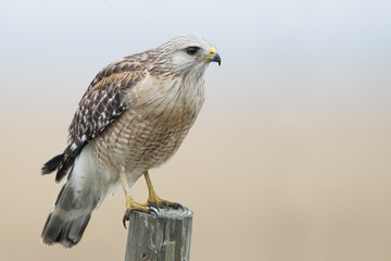 Red-shouldered Hawk (Buteo lineatus) standing on fence post, Florida, USA