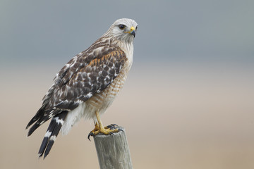 Red-shouldered Hawk (Buteo lineatus) standing on fence post, Florida, USA
