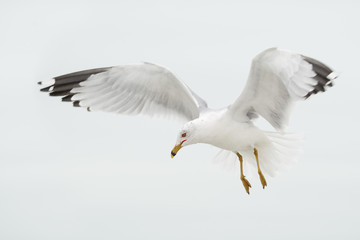 Fototapeta na wymiar Ring-billed Gull (Larus delawarensis) flying in to feed, Fort De Soto, Florida, USA
