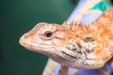 Close up of Female Oriental garden lizard (chordata: Sarcopterygii: reptilia: squamata: Agamidae: Calotes versicolor) crawling on a colourful fabric isolated with soft  background