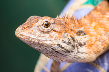 Close up of Female Oriental garden lizard (chordata: Sarcopterygii: reptilia: squamata: Agamidae: Calotes versicolor) crawling on a colourful fabric isolated with soft  background