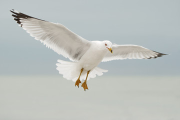 Ring-billed Gull (Larus delawarensis) flying in to feed, Fort De Soto, Florida, USA