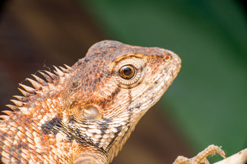 Close up of Female Oriental garden lizard (chordata: Sarcopterygii: reptilia: squamata: Agamidae: Calotes versicolor) rest on a wooden log isolated with black background