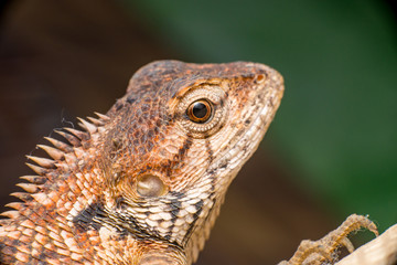 Close up of Female Oriental garden lizard (chordata: Sarcopterygii: reptilia: squamata: Agamidae: Calotes versicolor) rest on a wooden log isolated with black background