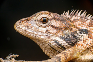 Close up of Female Oriental garden lizard (chordata: Sarcopterygii: reptilia: squamata: Agamidae: Calotes versicolor) rest on a wooden log isolated with black background