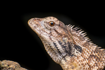 Close up of Female Oriental garden lizard (chordata: Sarcopterygii: reptilia: squamata: Agamidae: Calotes versicolor) rest on a wooden log isolated with black background