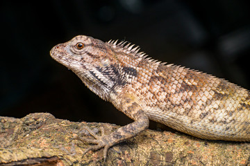 Close up of Female Oriental garden lizard (chordata: Sarcopterygii: reptilia: squamata: Agamidae: Calotes versicolor) rest on a wooden log isolated with black background