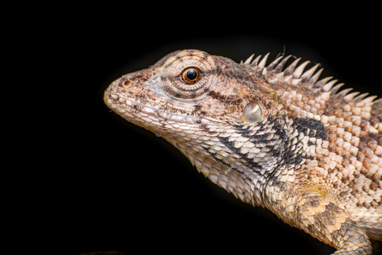 Close up of Female Oriental garden lizard (chordata: Sarcopterygii: reptilia: squamata: Agamidae: Calotes versicolor) rest on a wooden log isolated with black background