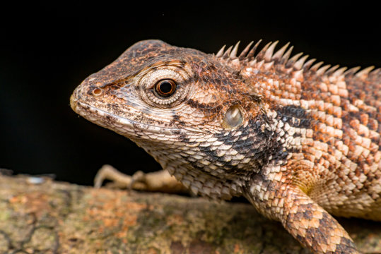 Close up of Female Oriental garden lizard (chordata: Sarcopterygii: reptilia: squamata: Agamidae: Calotes versicolor) rest on a wooden log isolated with black background