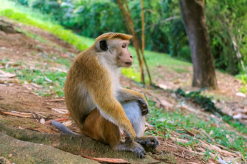 Sri-Lankan toque macaque
