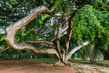Weeping fig or Ficus benjamina