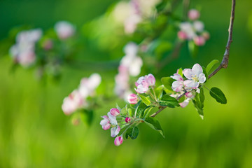 Apple tree blossoms 