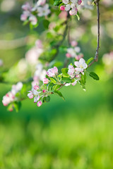 Apple tree blossoms 