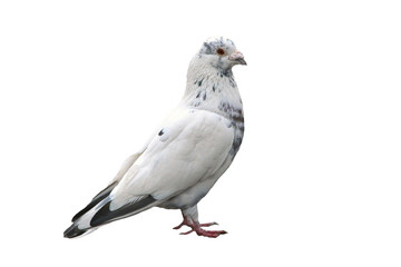 Noble white dove isolated on background close. Bird of peace - a symbol of purity and goodness. Wild feathered pigeon.