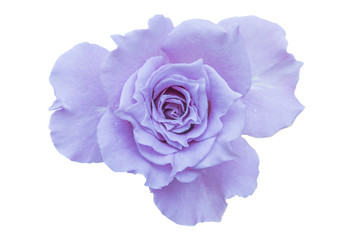 purple rose isolated on white background