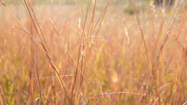 Beautiful dry golden grass in the field on sunset in the winter time.