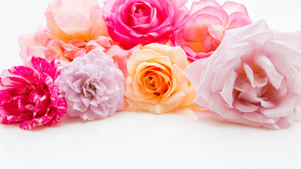 Roses Many colors isolate
