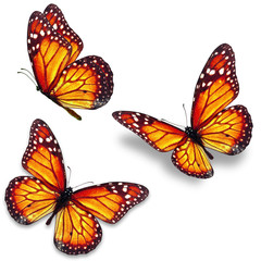Obraz na płótnie Canvas monarch butterfly