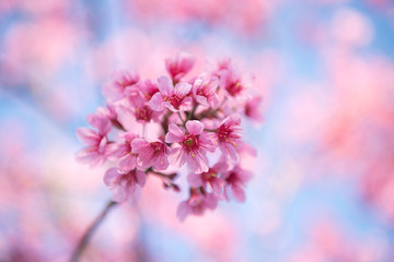 Close-up pink sakura