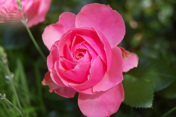 Beautiful rose flower