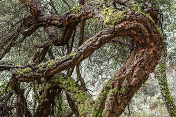 Troncos retorcidos de Alcornoque. Quercus suber. Senda de los Canteros, El Bierzo.