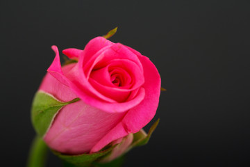 Delicate beautiful rose on a plain background