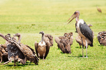 Herd of white-backed vultures and marabou stork
