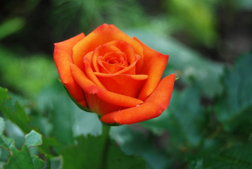Beautiful rose flower