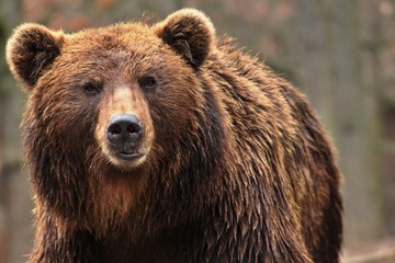 Fototapeta na wymiar Bear kamchatkan