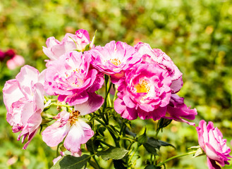 rose flower in garden