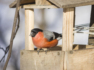 Red-colored Male of Eurasian Bullfinch, Pyrrhula pyrrhula, close-up portrait at bird feeder,...