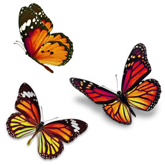 Fototapeta premium Three monarch butterfly