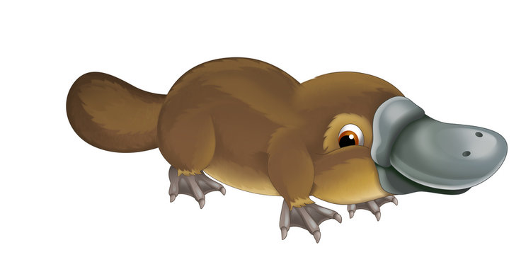 Platypus Cartoon Images – Browse 2,959 Stock Photos, Vectors, and Video |  Adobe Stock