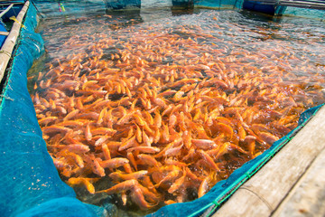 Fish Farm in Thailand 
