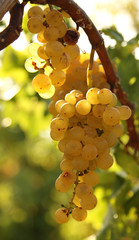 Yellow grape close up