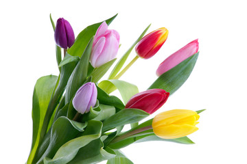 Colorful tulips isolated on white 