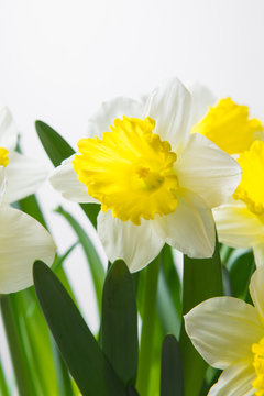 Narcissus - spring yellow-white flower