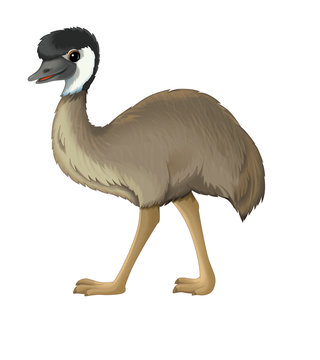 Emu Cartoon Images – Browse 2,427 Stock Photos, Vectors, and Video | Adobe  Stock